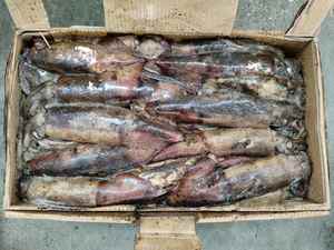 Calmar du Pacifique Sud, calmar rond entier congelé individuellement avec taille 200-300g, fruits <span class=keywords><strong>de</strong></span> mer sauvages pour la vente en gros - Product Image 3