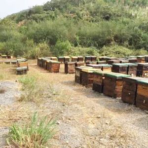 Extrait de cbd d'abeille <span class=keywords><strong>Pure</strong></span> qualité alimentaire, vente en gros, 70% - Product Image 3