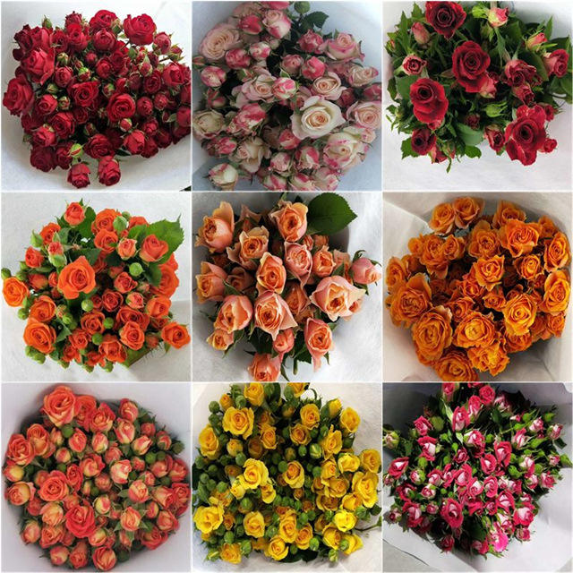 Aleatorio Monocromo (10)