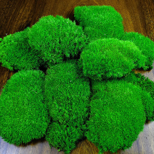 Fábrica al por mayor de <span class=keywords><strong>musgo</strong></span> de Interior de alta calidad conservado <span class=keywords><strong>musgo</strong></span> vivo seco pelo blanco <span class=keywords><strong>español</strong></span> <span class=keywords><strong>musgo</strong></span> de poste eterno para decoración de pared de la casa - Product Image 1