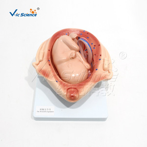 Modèle de grossesse et de développement fœtal ; développement embryonnaire pendant dix mois de grossesse ; modèle pédagogique en obstétrique - Product Image 1