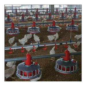 Équipement de volaille en acier automatique Ligne d'alimentation pour ferme de poulets Prix d'usine Poule en plastique Femelle État neuf - Product Image 2