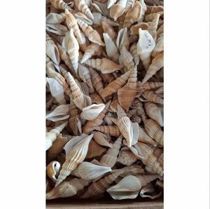 เปลือกหอยตกแต่ง คอลเลคชั่นเปลือกหอยธรรมชาติ สีแดงขาว เปลือกหอยนางรม กรวดเปลือกหอย สำหรับตกแต่งตู้ปลา สวน จัดสวน และงานฝีมือ - Product Image 3