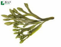 공장 직접 공급 방광 추출물 분말 Fucus Vesiculosus 추출물 프리미엄 식물 추출물 - Product Image 5