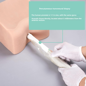 Modello in Silicone per Addestramento alla Biopsia Prostatica 1:1, Modello a Densità Tissutale per Pratica di Puntura Guidata ad Ultrasuoni - Product Image 3