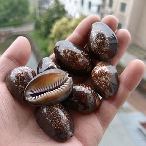 Vente flash Coquillages de cauris polis Coquillages de cauris naturels pour l'artisanat DIY - Product Image 1