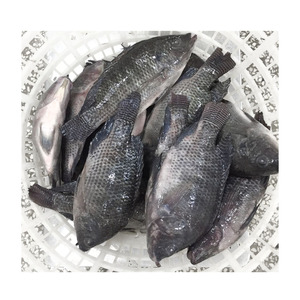 ผู้จัดจำหน่ายปลานิล BQF จากประเทศจีน ขนาด 300-500 กรัม 500-800 กรัม 800 กรัมขึ้นไป - Product Image 1