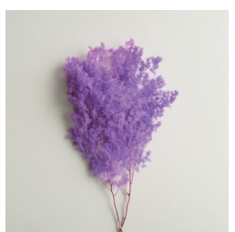Amaranto Preservado Natural de Colores, Helecho Retrofractus <span class=keywords><strong>Ming</strong></span>, Flores Preservadas para Decoración del Hogar - Product Image 4