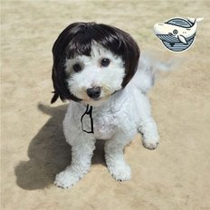 Produits de toilettage pour animaux de compagnie luxueux pour chiots Coiffure de transformation mignonne - Product Image 1
