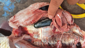 OEM Feed Premix Supportive Treatment para melhorar a função geral do fígado para a aquicultura - Product Image 2