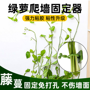 Green Ivy <b>Wall</b> Climber <b>Adhesive</b> Clip For Plant Support Home Gardening Rectangle Plastic <b>Wall</b> Mounted <b>Hook</b> - Product Image 5