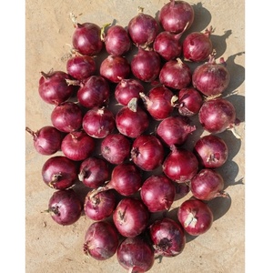 Oignons jaunes rouges frais de Chine en gros, Sinofarm, légumes verts, aliments, graines d'échalote violette, graines d'oignon jaune non pelé, 8 cm - Product Image 6