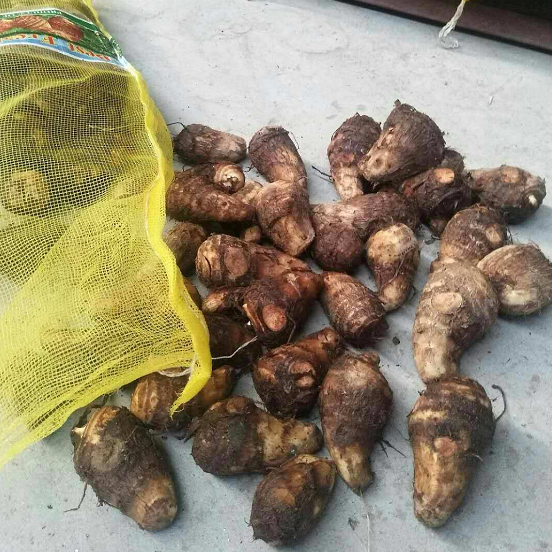 Chinese A grade quality fresh taro on sale