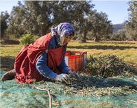 Groene Plantage Fruitverzamelingsnetten, op maat te maken, voor landbouwnetten voor walnoten, olijven en kastanjes.