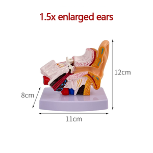 1.5 fois Anatomie humaine Oreille Modèle 3D Formation d'infirmière médicale Ressources pédagogiques - Product Image 6