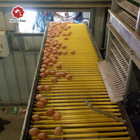 Cage à poules de type H, alimentation automatique, collecte des œufs, équipement d'élevage avicole