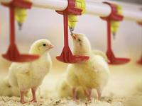 Matériel d'élevage d'animaux et de volailles : Abreuvoir à tétine pour volailles, mangeoires pour poules d'élevage, abreuvoir pour poulets