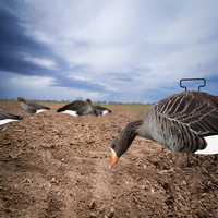 Leurre d'Oie de Chasse OEM ODM Sur Mesure, en Silhouette PP Anti-Reflet, Réaliste avec Design Panaché