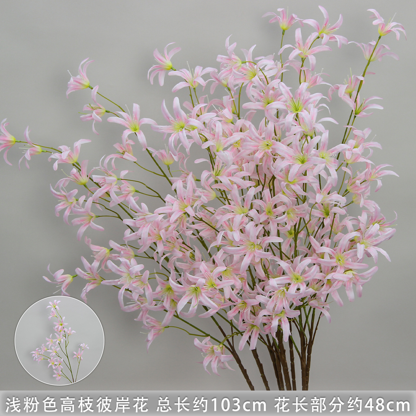 Light pink tall spider lily branches