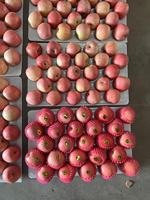 Apel Fuji Proharvest Segar, Manis, Renyah, Ukuran 8.5cm, Grade A, Asal Peternakan Cina, untuk Ekspor Grosir, Pasokan Sepanjang Tahun