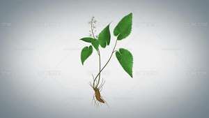 Yüksek kalite fabrika kaynağı <span class=keywords><strong>Epimedium</strong></span> özü Icariin tozu ücretsiz örnek - Product Image 6