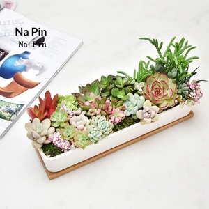 Pot à fleurs en céramique Napin pour l'exportation, pot long en porcelaine blanche exclusif pour plantes succulentes, idéal pour le commerce électronique transfrontalier - Product Image 2