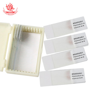 Portaobjetos con preparado de Plasmodium vivax, patología, diflujo sanguíneo, parásito médico, película sanguínea gruesa y fina, coloración con Giemsa. - Product Image 2