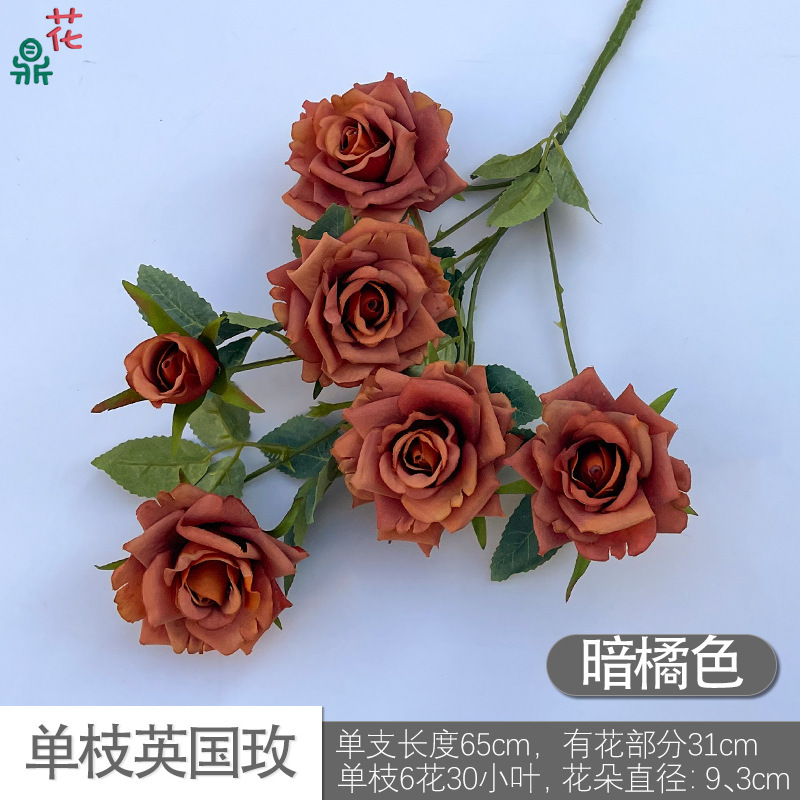 Rose britannique simple DG Orange foncé