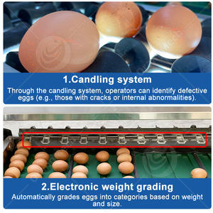 Trieuse mécanique d'œufs ORME, petite machine de triage et de calibrage des œufs de poule - Product Image 4