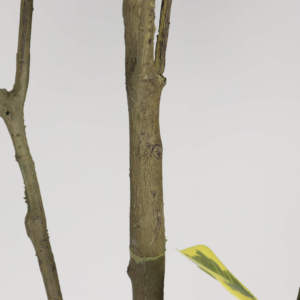 Plante artificielle en pot Ficus Altissima en plastique, décoration intérieure pour la maison, le bureau, le jardin, faux arbres, plantes artificielles - Product Image 4