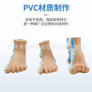 Modèle de pied normal, modèle de pied plat, modèle de genou arqué, modèle de pathologie du pied, modèle d'anatomie musculaire du pied humain - Product Image 4