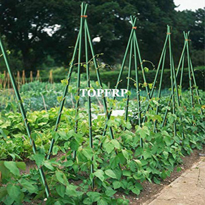 Piquets de Soutien pour Arbres en PRV Haute Résistance et Flexibles – Supports pour Serres et Jardins - Product Image 6