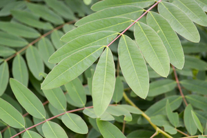 Poudre d'extrait botanique pur de feuilles de séné – Ingrédient végétal premium pour formules bien-être, compléments alimentaires et produits naturels - Product Image 6