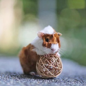 Trío <span class=keywords><strong>de</strong></span> Pelotas <span class=keywords><strong>de</strong></span> Hierba para Mascotas: Conejos, Cobayas, Perros <span class=keywords><strong>de</strong></span> <span class=keywords><strong>Pradera</strong></span>, Chinchillas, Degus, Ratas, Erizos, Ardillas y Otros Animales Pequeños - Product Image 6