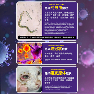 고양이 개 지아르디아 백혈구 감소증 바이러스 항원 신속 검사 FPV/FHV/FCV/FCOV/Ab/FCV/GIA 감지 상업용 및 가정용 - Product Image 4