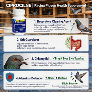 Mélange de protection contre l'adenovirus pour pigeons de course, best-seller, pour la reproduction de précision, la santé respiratoire et intestinale, et des yeux brillants - Product Image 4
