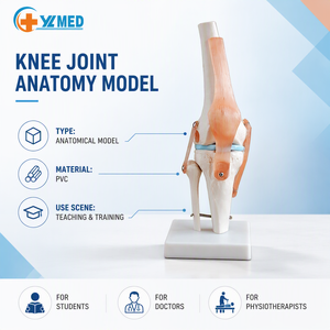Modelo <span class=keywords><strong>de</strong></span> Articulación <span class=keywords><strong>de</strong></span> <span class=keywords><strong>Rodilla</strong></span>, Tamaño Real, Modelo Anatómico, Material Educativo para Estudiantes <span class=keywords><strong>de</strong></span> Medicina, CE/ISO - Product Image 1