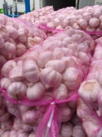 Ail frais chinois nouvelle récolte 2026, tailles 4,5-5,0 cm, variétés rouge et blanc, prix abordable, sac en filet de 10 kg pour l'exportation