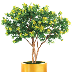 Árbol Artificial <span class=keywords><strong>de</strong></span> Cassia <span class=keywords><strong>de</strong></span> Seda y Plástico en Oferta, 2.8m, Duradero y Ecológico, para Interiores, Centros Comerciales, Hoteles y Paisajismo - Product Image 3