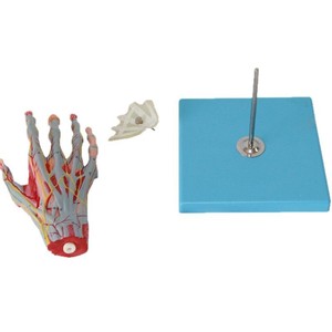 Медицинская учебная модель: Анатомия кисти с нервами и кровеносными сосудами - Product Image 2