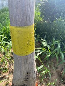 Rouleaux autocollants jaunes à colle anti-insectes 20cm x 100m, bandes de colle à double face avec films de décharge, 10 pièces - Product Image 6