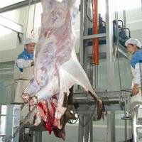 Machine automatique de décapage de bétail d'équipement de dissimulation hydraulique de vache pour l'abattoir