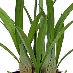 Orchidées papillon en soie écologiques, toucher réel, Phalaenopsis blanche, centre de table pour l'intérieur et l'extérieur - Product Image 4