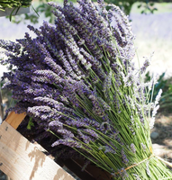 Bunga Lavender kering kerajinan alami penjualan laris harga rendah pabrik grosir bunga Lavender kering untuk rumah acara dekorasi pernikahan Lavender