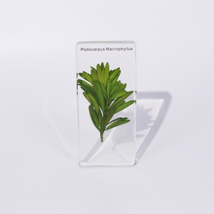 Vendita calda 4 tipo di piante acrilico Gymnosperm resina campione di insegnamento risorsa per la scuola superiore - Product Image 4