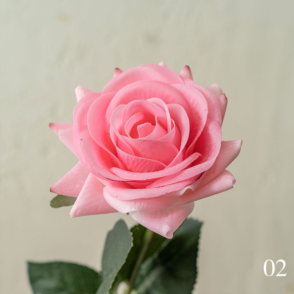 Rosa