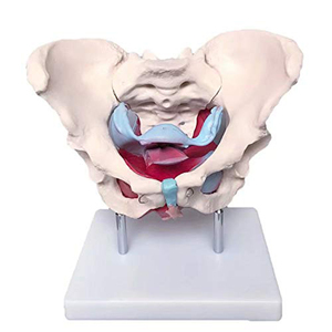 Modello Anatomico in Plastica del Bacino Femminile con Muscoli del Pavimento per Educazione Medica - Product Image 3