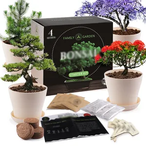 Kit pemula Bonsai pemula berkebun pertumbuhan dalam ruangan Pot bunga kreatif tumbuh kotak hadiah ulang tahun Arrancador de bonsai