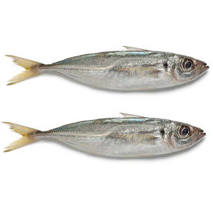 Caballa de caballo congelada, caballa de ojo grande redonda entera, caballa de caballo congelada - Product Image 4