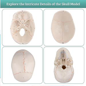 Life-Size PVC Adult Skull Anatomical <strong>Model</strong> 3-Part Lab with Removable Articulated <strong>Models</strong> for Training CE/ISO - Product Image 2
